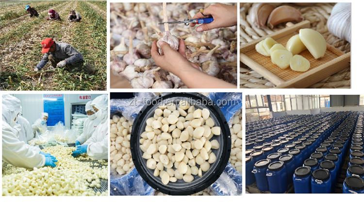 High quality Normal white garlic in drums High quality Normal white garlic in drums