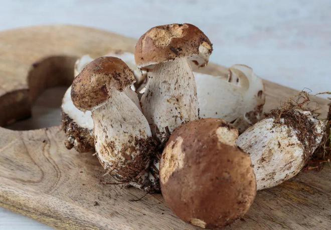 champignon mushroom in brine in drums