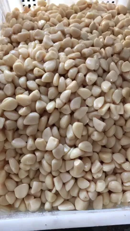 Tasty peeled white garlic cloves in brine in drums