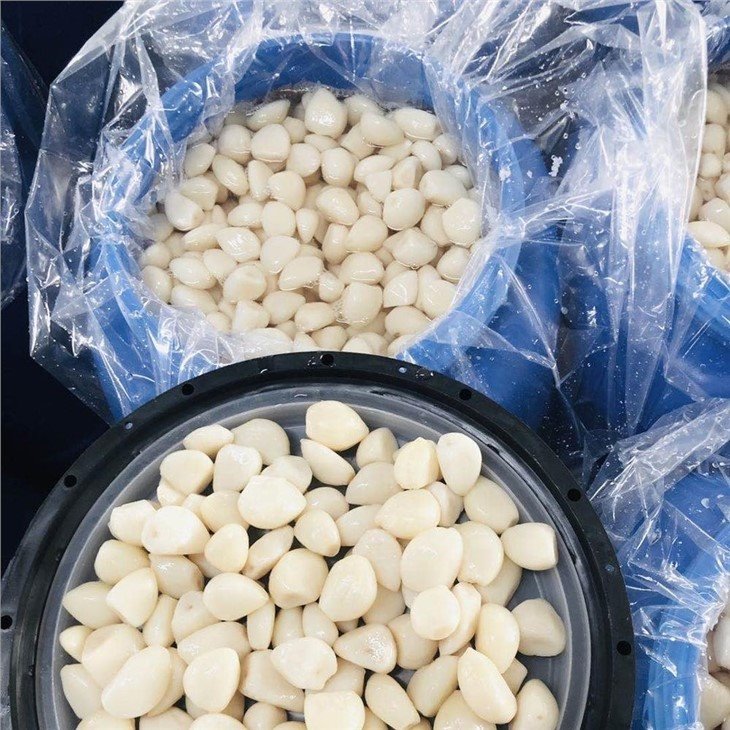Tasty normal white garlic in brine in drums