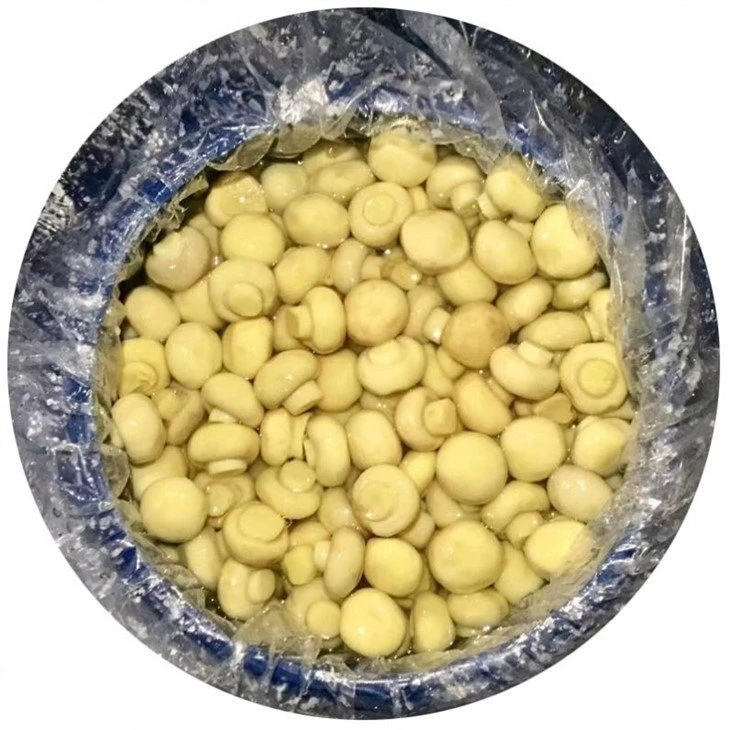 Champignon mushroom in 50kg drum in brine