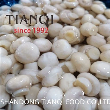 Cultivated Champignon Mushroom in Brine in Drums