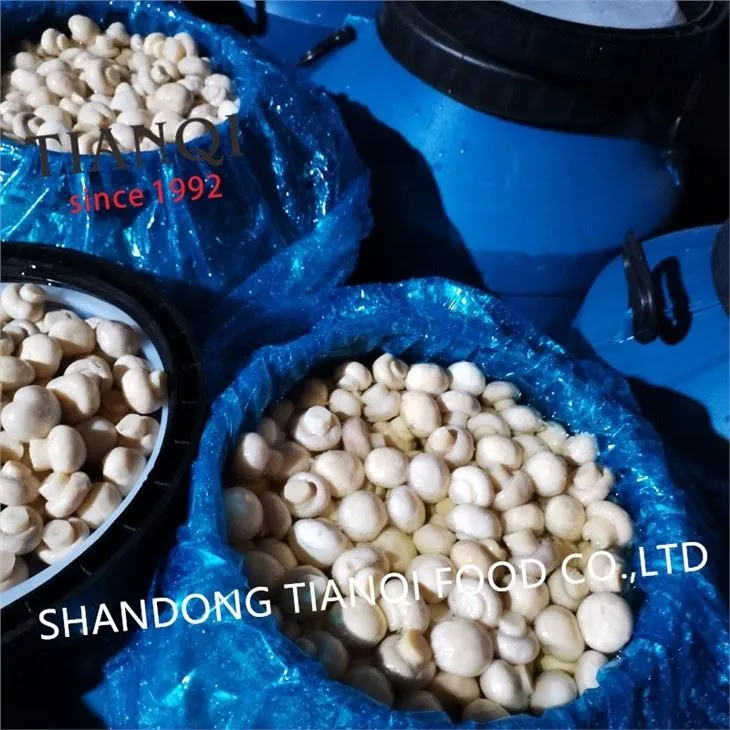 Cultivated button mushroom in vinegar in drums