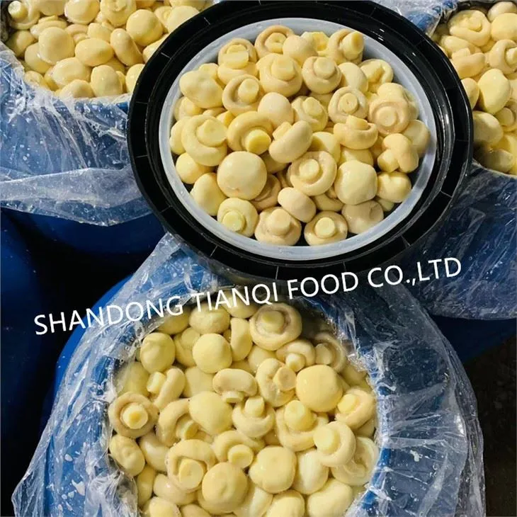 Wholesale White Champignon Mushroom in Brine in Drums
