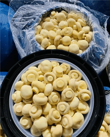 50kg Mushroom in Drums