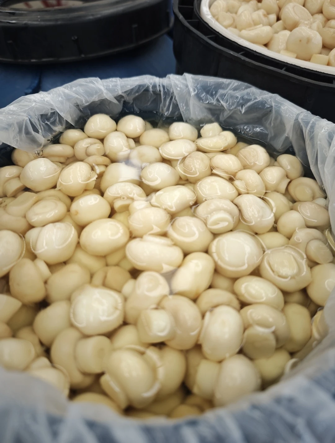 mushroom in brine in drum