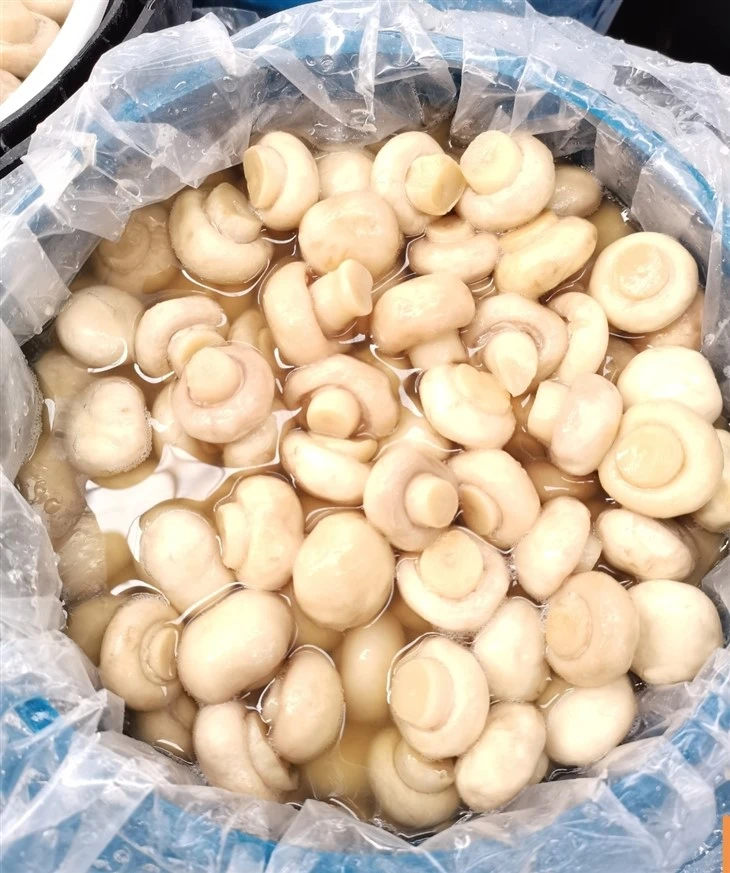 Bulk Salted Botton Mushrooms in Blue Plastic Drums