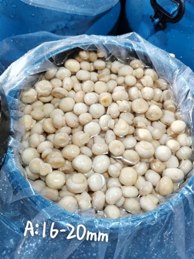 Whole Cultivated Mushroom in Vinegar in Drums